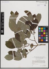 Foto von Salix caprea L.